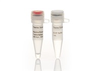 Maxima Reverse Transcriptase