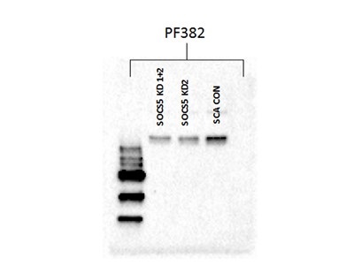 Pyap Wb Phospho-YAP Antibody for Western Blot | Biocompare Antibody Review