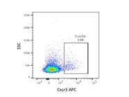 Stains Clear Population of Cxcr3+ T Cells, But Not Particularly Bright