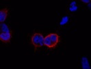 Good HA Antibody for Immunofluorescence