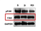 FAK Antibody (Replaced Product)