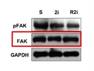FAK Antibody (Replaced Product)