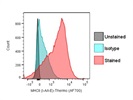 Consistent MHCII Antibody for Flow Cytometry