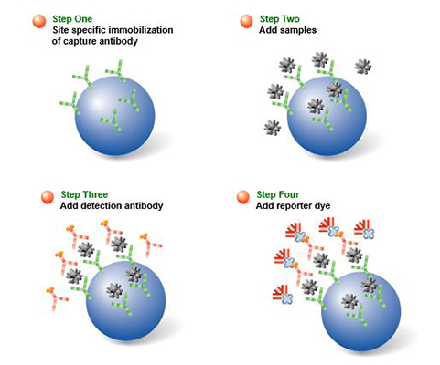 antibodies for detecting and labeling