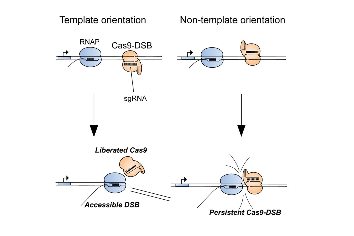 CRISPR
