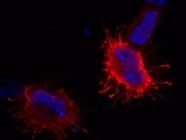 Good Oct-A Antibody for Cell Immunofluorescence