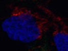 Calnexin for Endoplasmic Reticulum Immunofluorescence