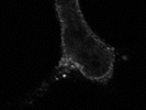 TGN38 Anitbody is OK for Immunofluorescence