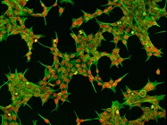 Realizing New Possibilities for Cell-Line Optimization