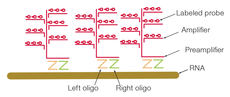 primeflow rna assay diagram