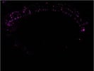 Great GFP Antibody for IHC in the Drosophila Eye