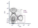 CD8 Antibody That Works Well