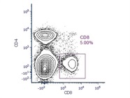CD8 Antibody That Works Well