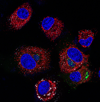 Seeing Cells Alive | Biocompare: The Buyer's Guide for Life Scientists