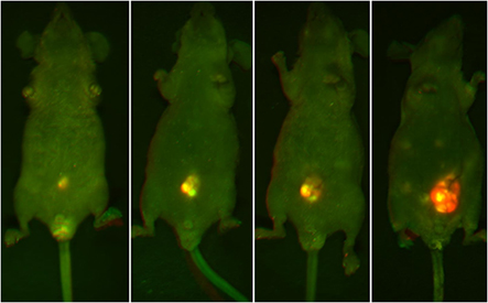mouse image of increasing luminosity of lesion