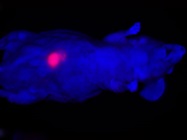 Shedding Light on Small Animal Imaging