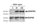 Antibody to Detect Mouse VEGFR2
