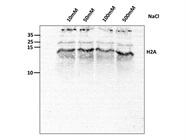 Good Anti-Histone H2A.Z Antibody