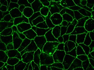 MemBrite Fix Cell Surface Staining Kits