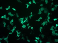 Viral Vectors in Research and Biomanufacturing
