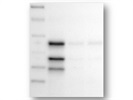 Oct-3/4 Antibody for Western Blot