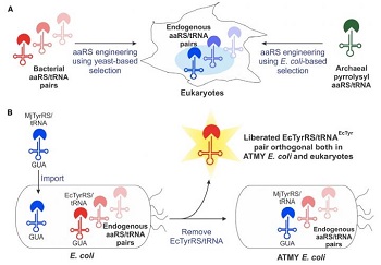 Engineering E. coli and new amino acids 