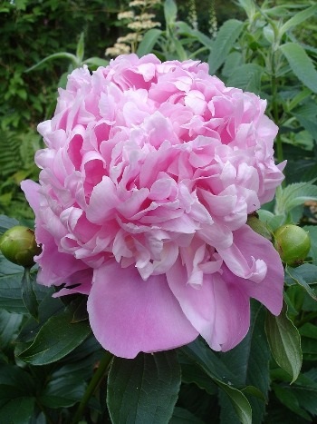 peony