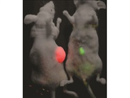 Non-Invasive Whole Animal In Vivo Imaging