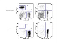Good Way to Purify CD4 or CD8 T Cells