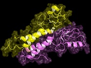 The Infinite Possibilities of Protein Engineering
