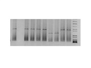 Good Kit for DNA Extraction