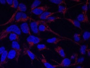 Good Marker for Mitochondria in Cell Immunofluorescence