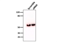 Excellent Antibody for Western Blot