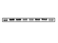 Good JMJD5 Antibody for Western Blot