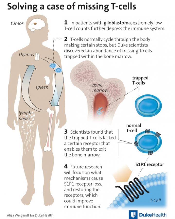 Ms cell. Cells in the human body. missing human. nocovalent intraductionr (nci).