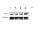 Great PKM2 Antibody for Western Blot