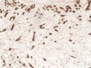 Anti-CD31 for Paraffin Embedded Samples