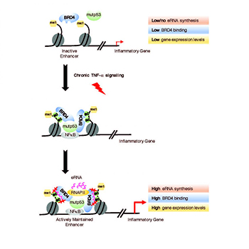eRNA BRD4 interaction