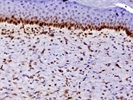 Anti-PCNA for Paraffin Embedded Samples