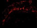 A Rabbit Polyclonal mCherry Antibody That Can Label tdTomato