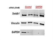 Highly Specific Knockdown of GAPDH Protein