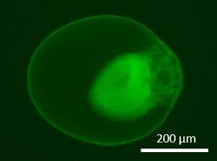 protocell