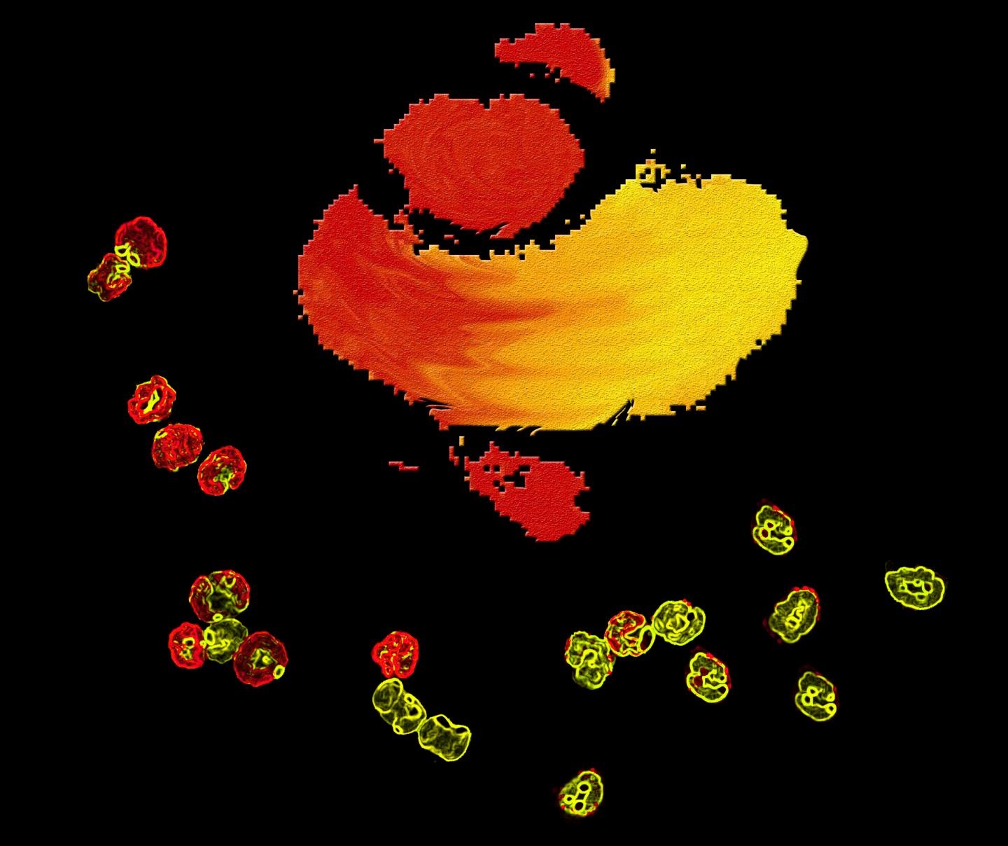 neutrophil