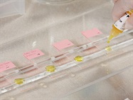 Watch Video: Chromogenic Tissue Staining Using DAB Detection System