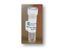 Anti-Syndecan-1 / SDC1 / CD138 Antibody for IHC