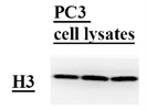Good Histone H3 Antibody for Western Blots