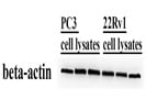 Good Beta Actin Antibody for Western Blots