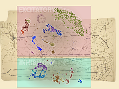 A map of methylated DNA in neurons