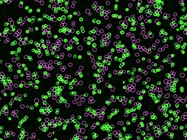 [Webinar] Latest Developments in Live-Cell Analysis & Advanced Cell Models