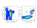 Very Good Anti-Human CD20